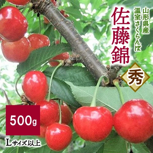 温室 さくらんぼ 佐藤錦 500g Lサイズ以上 秀品 山形県 上山市 0112-2401