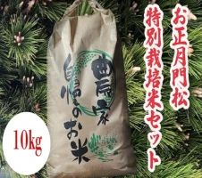 多肉植物 実生 アガベ 3点セット （KCP-1）