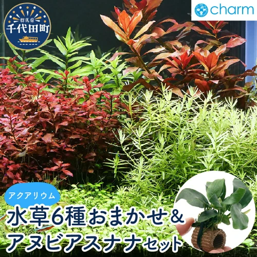 水草 おまかせ水上葉 レイアウトセット 30cm 水槽用 6種＋ライフマルチ