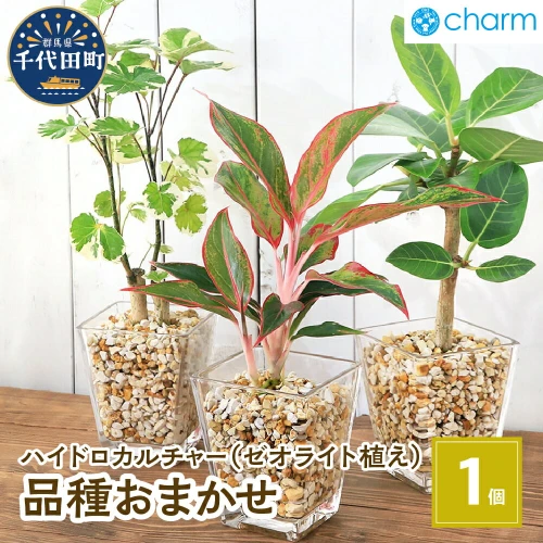 ふるさと納税 観葉植物 品種おまかせハイドロカルチャー 9φサイズ