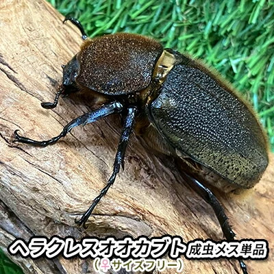 ヘラクレスオオカブト成虫メス単品（♀サイズフリー）【 生き物 昆虫