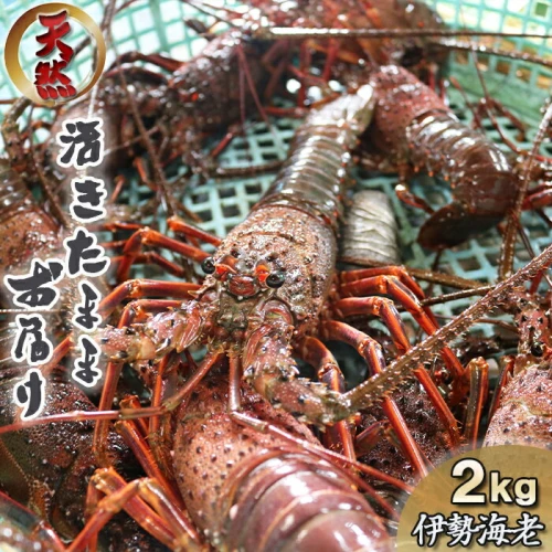 食のプロ御用達】房州産！活き伊勢えび 2kg（約8～12尾） [0100-0055]