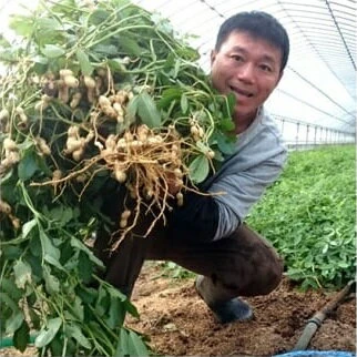 先行受付 2024年9月よりお届け】『おおまさり 生落花生 2kg』農家直送