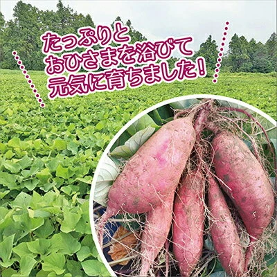 ふるさと納税 香取市産 無選別さつまいも「紅はるか」Sサイズ～Lサイズ