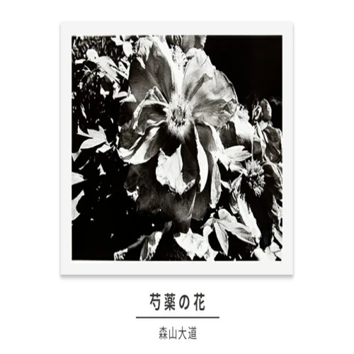 ふるさと納税 zushi art gallery森山大道写真作品「芍薬の花」（写真集