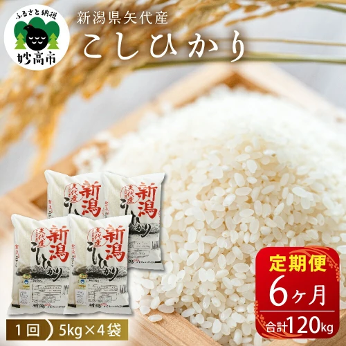 米 定期便 コシヒカリ 20kg(5kg×4袋)×6ヶ月 計120kg 令和5年産 登場