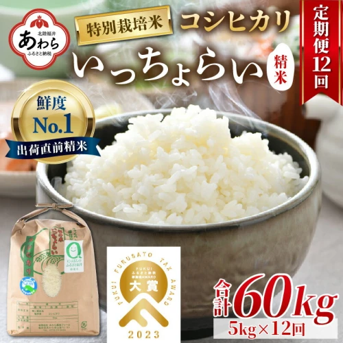 令和5年産】《定期便12回》特別栽培米 いっちょらい 精米 5kg（計60kg