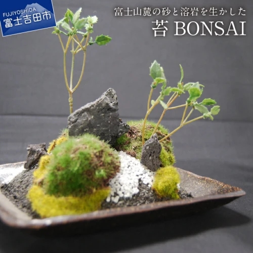 ふるさと納税｜ 盆栽 苔 日本初 インテリア 和モダン 創作 苔BONSAI