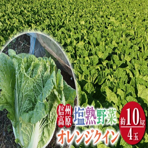 信州高原塩熟野菜（オレンジクイン）約10kg 4玉 【 産地直送 葉物野菜