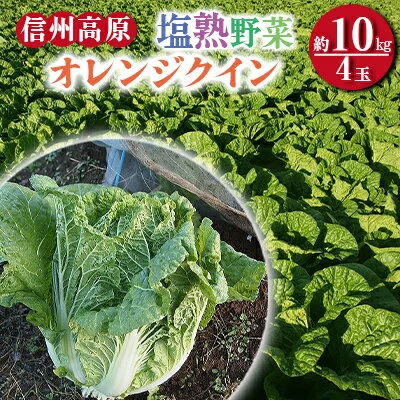 信州高原塩熟野菜（オレンジクイン）約10kg 4玉 【 産地直送 葉物野菜