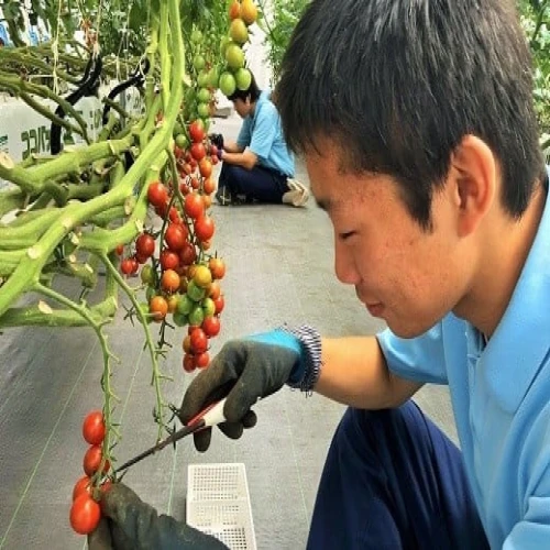 豊橋市立くすのき特別支援学校の生徒たちが栽培したミニトマト（手作り