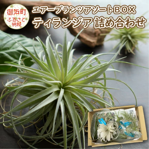 高レビュー☆】エアープランツアソートBOX ティランジア 観葉植物 植物