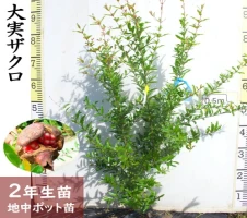 苗木 レモン 特大サイズ レモンの木鉢植え ブラウン鉢 2個 配送不可