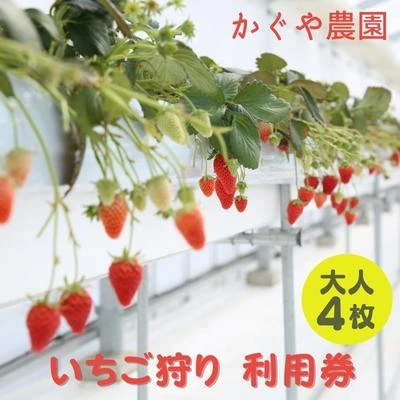 ふるさと納税】かぐや農園 いちご狩り 利用券 大人4枚《2022年12月10日