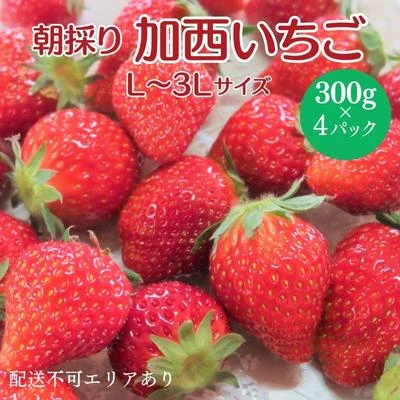 朝採り 加西市いちご 300g×4パック[ イチゴ 苺 とちおとめ