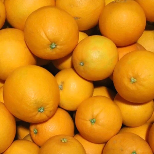 ネーブルオレンジ 「和みかんプレミアム」 2.5kg サイズ混合【北海道
