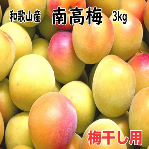 完熟青梅（生梅）紀州南高梅 3kg【梅干し用】《先行予約》