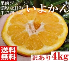 純粋 みかんはちみつ 1.2kg 和歌山県 有田川町産 | ハニー 蜂蜜 食品