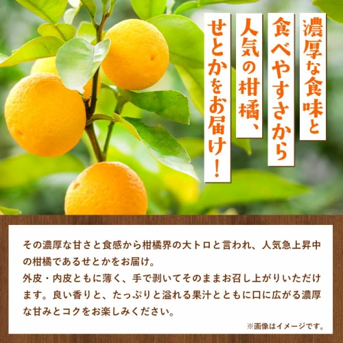 先行予約＞家庭用 せとか 約 1.5kg+45g（傷み補償分）【柑橘・春みかん