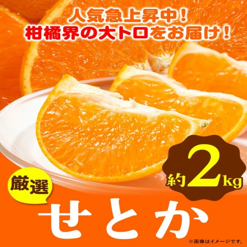 レビューキャンペーン】 厳選 せとか みかん 春みかん 2kg ＋60g(傷み