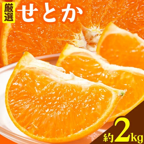 レビューキャンペーン】 厳選 せとか みかん 春みかん 2kg ＋60g(傷み