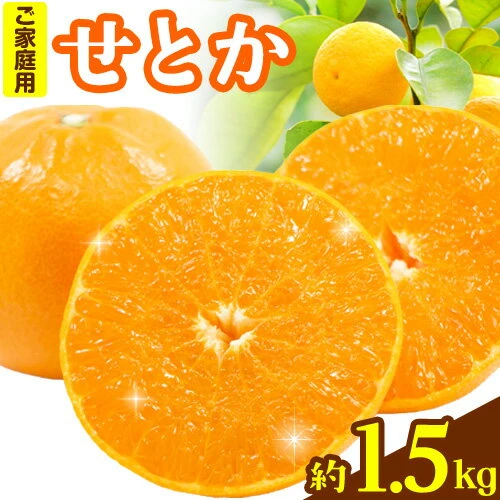 先行予約＞家庭用 せとか 約 1.5kg+45g（傷み補償分）【柑橘・春みかん