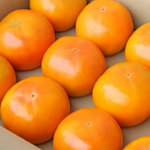 富有柿　冷蔵保存品　約1.8キロ  固い　美品　ご家庭用