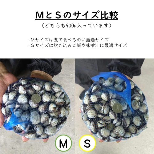 中海 産 赤貝 （ サルボウガイ ）Sサイズ 900g 山陰 正月 郷土料理