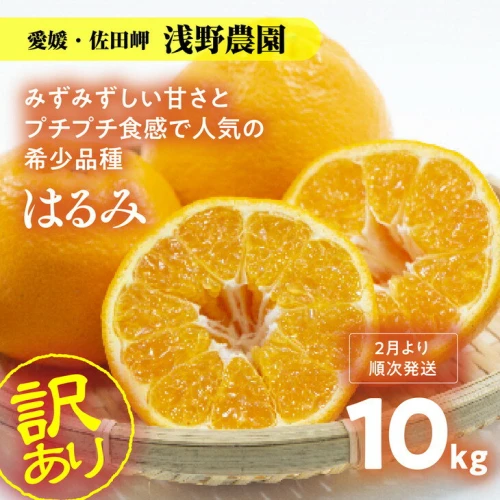 愛媛県　はるみ　柑橘　みかん　10kg