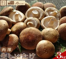 オリエンタルナッツ3種セット 50g×3種 （アーモンド・カシューナッツ