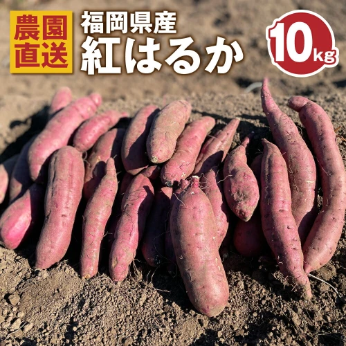 ふるさと納税】農園直送 福岡県産 紅はるか 10kg 甘藷 からいも