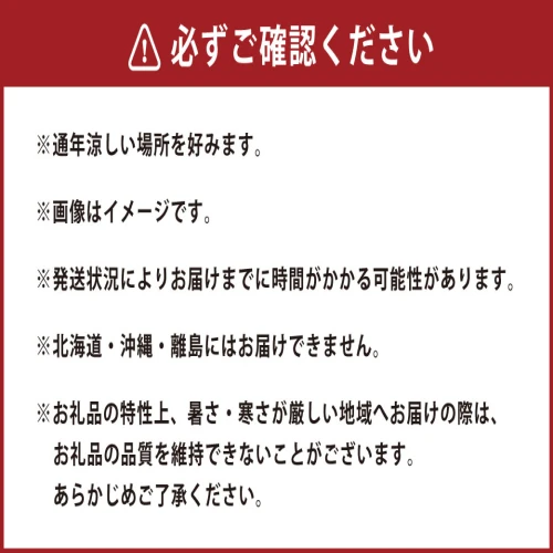 胡蝶蘭切り花 20束 80輪セット 花 フラワーコチョウラン 観賞用 贈答用