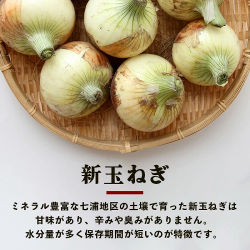 鹿島産 新たまねぎ 約10kg (MLサイズ）| ふるさと納税 玉葱 野菜