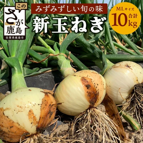 鹿島産 新たまねぎ 約10kg (MLサイズ）| ふるさと納税 玉葱 野菜