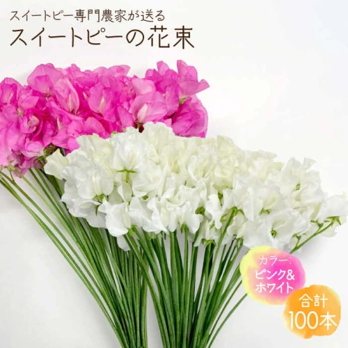 先行予約】【生産農家直送！】スイートピー 花束 100本（ピンク