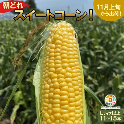 定番入荷 4.5kg(11～15本)長崎県島原産スイートコーンとうもろこし