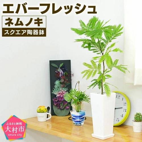 ふるさと納税】観葉植物 エバーフレッシュ ネムノキ スクエア陶器鉢 高