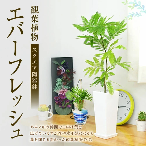 ふるさと納税】観葉植物 エバーフレッシュ ネムノキ スクエア陶器鉢 高