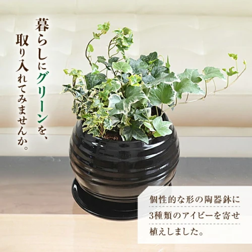 観葉植物 アイビー ヘデラ 3種 寄せ植え ボール形 陶器 鉢植え （白／黒）インテリア / 観葉 植物 インテリア / 大村市 /  琴花園[ACYK006]