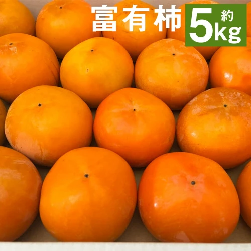 富有柿 約5kg 15玉～28玉 3L～Mサイズ 柿 菊池市産 熊本県産 九州産