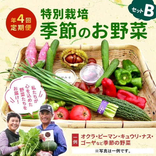 ふるさと納税 【定期便 年4回】特別栽培 季節のお野菜セットB 1回