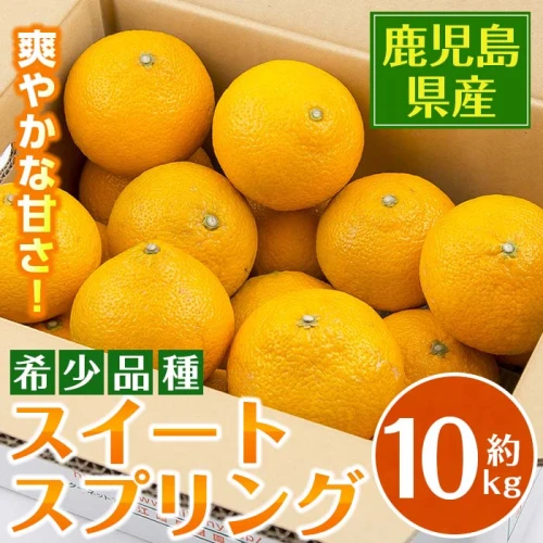 数量・期間限定＞スイートスプリング(約10kg)鹿児島県産みかん