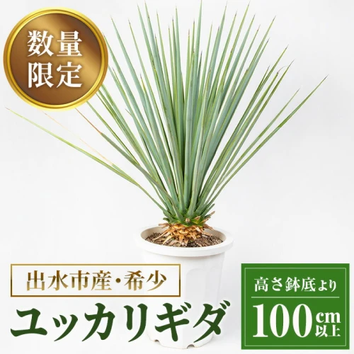 数量限定＞ユッカ リギダ (鉢底より高さ100cm以上) 植物 観葉植物