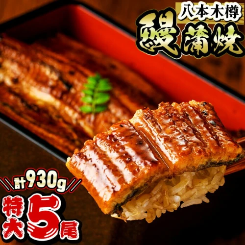 数量限定】特大! 国産 八本木樽鰻の蒲焼(186g以上×5尾)＜計930g以上