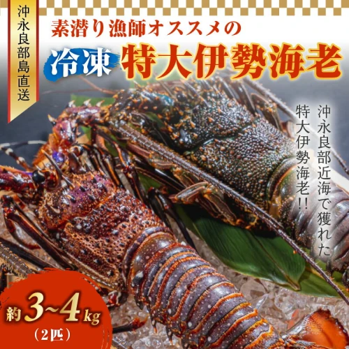 特大 冷凍 伊勢海老 約 3～4キロ 2匹 沖永良部島直送 素潜り漁師