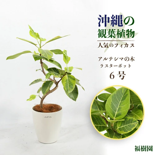 沖縄の観葉植物 人気のフィカス アルテシマ6号 ラスターポット 植物