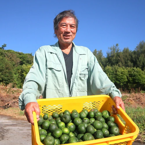 先行予約/10月発送】島みかん「カーブチ―」5kg